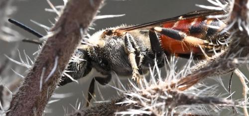 Lasioglossum nigripes